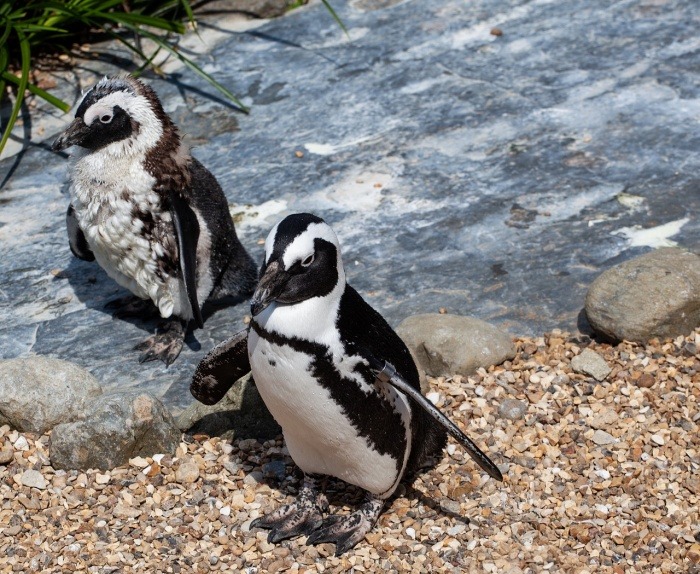 African Penguin Awareness Day - African penguin