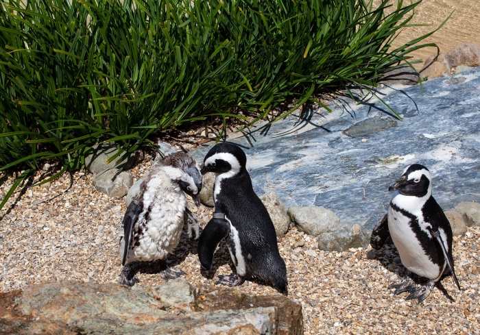 African Penguin Awareness Day - African Penguin