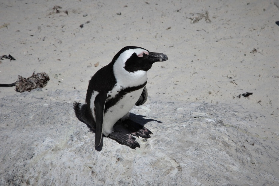 African Penguin