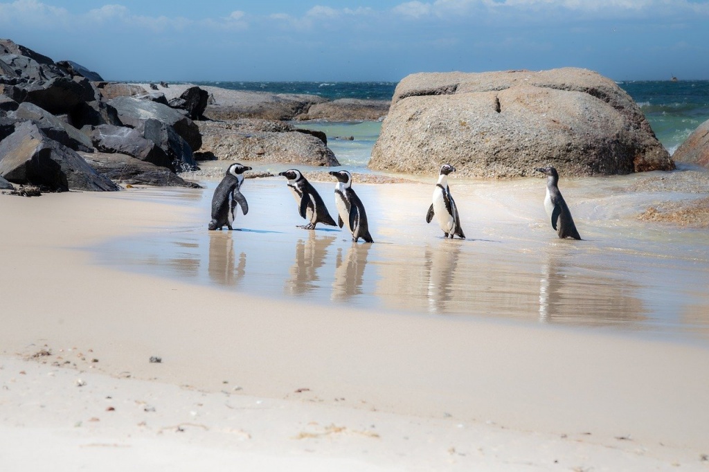 African Penguin Awareness Day - African Penguins