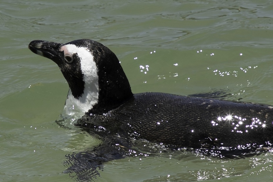 African Penguin