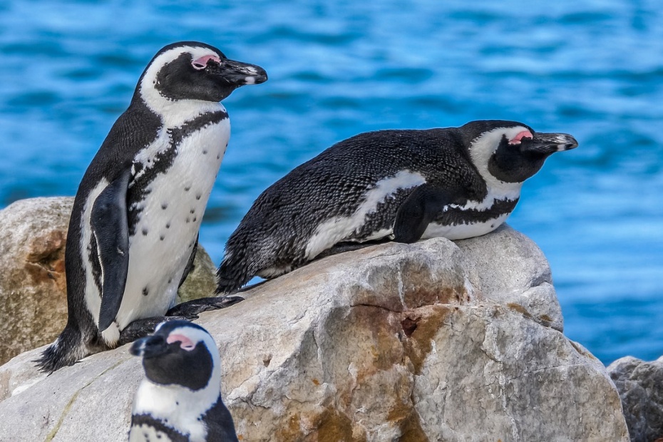 African Penguins