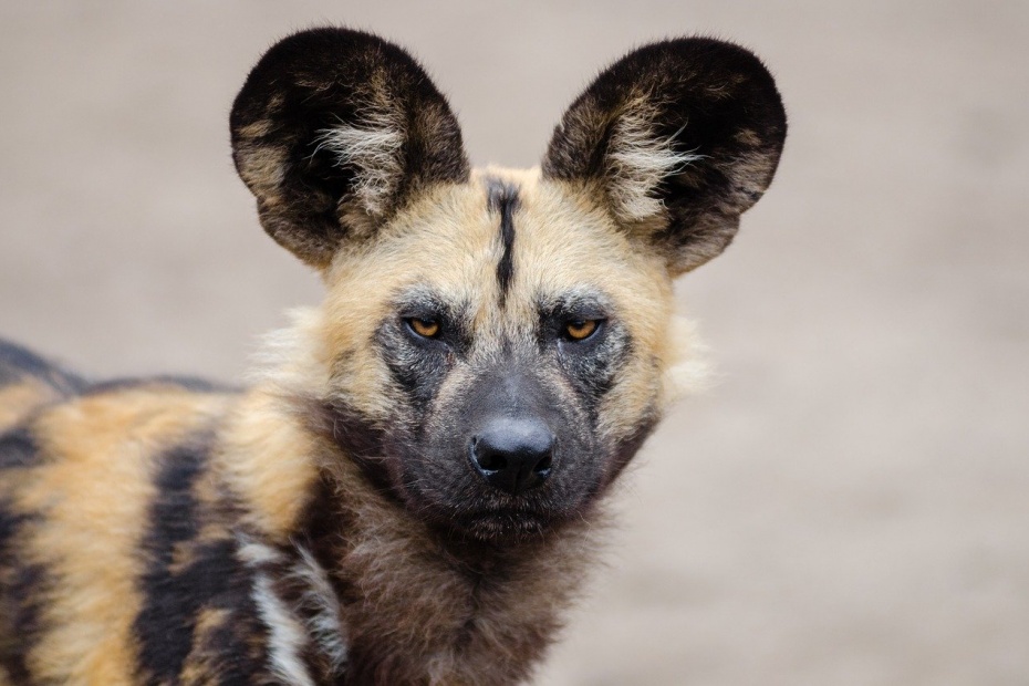 African Painted Dog