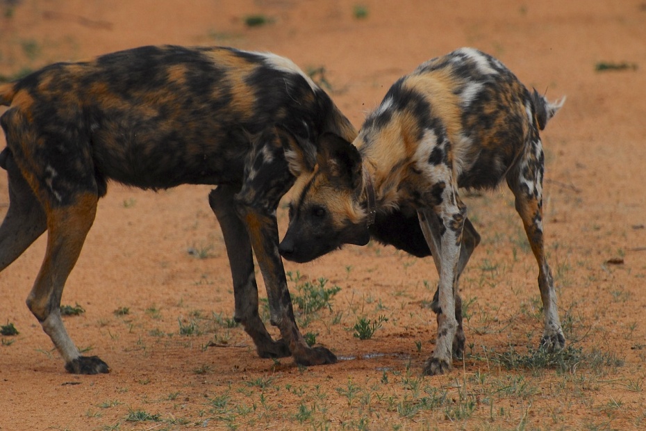 African Painted Dog