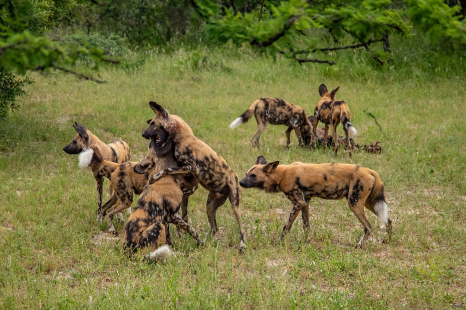 African Painted Dogs