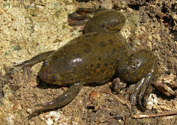 World Water Frog Day - African clawed frog