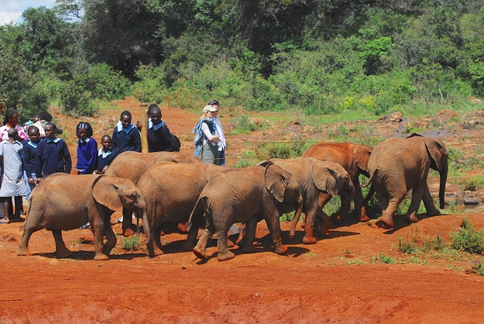 African elephants