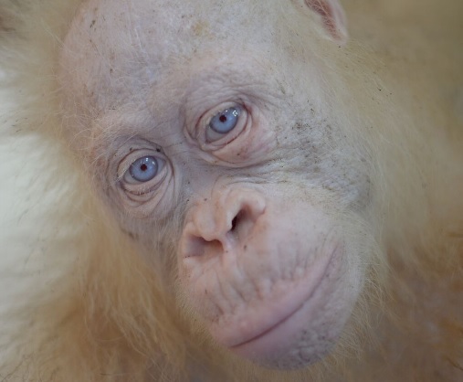 Borneo Orangutan Survival (BOS) Australia - Alba the Orangutan