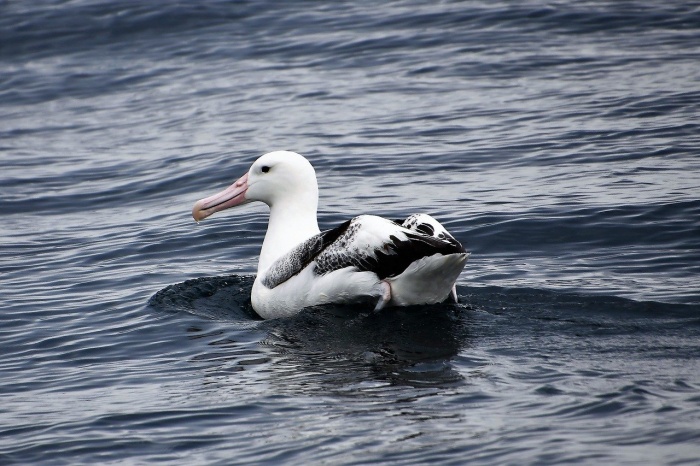 World Albatross Day - Albatross