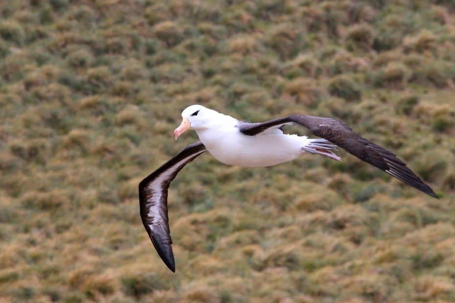 Albatross