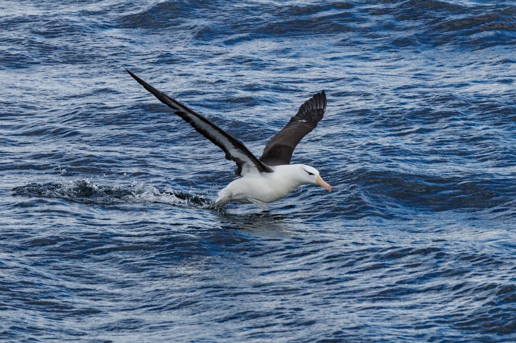 World Albatross Day - Albatross