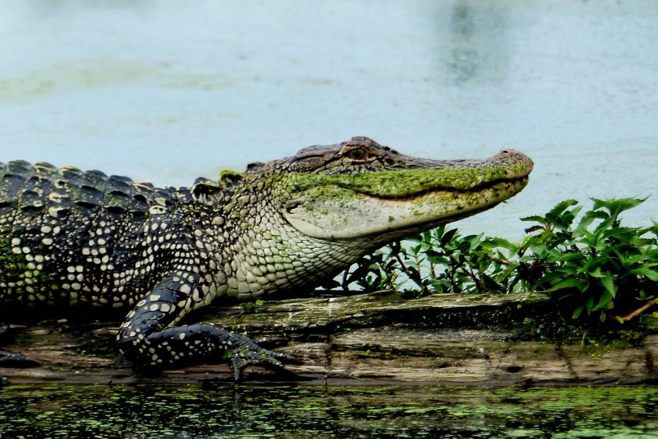 American Alligator