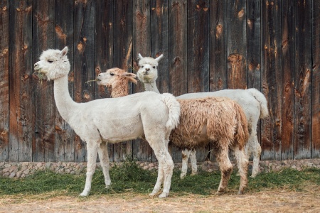 National Zookeeper Week - Alpaca