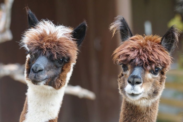 National Alpaca Day - Alpaca