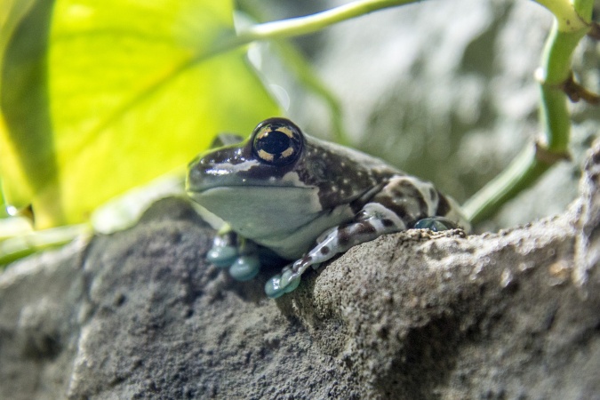 Save the Frogs Day - Mission golden-eyed tree frog