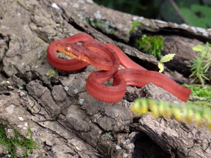 World Amazon Day - Amazon Tree Boa