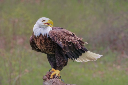 Save the Eagles Day - American Eagle