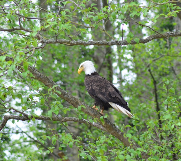 American Eagle Day - American Bald Eagle 