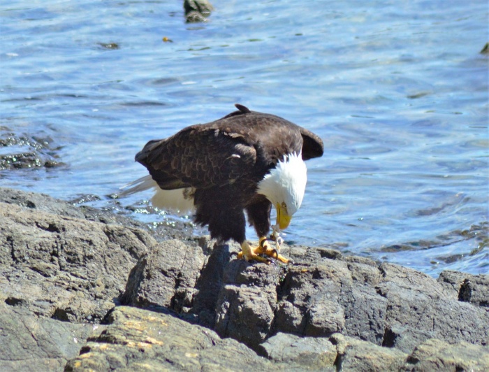 American Eagle Day - Bald Eagle