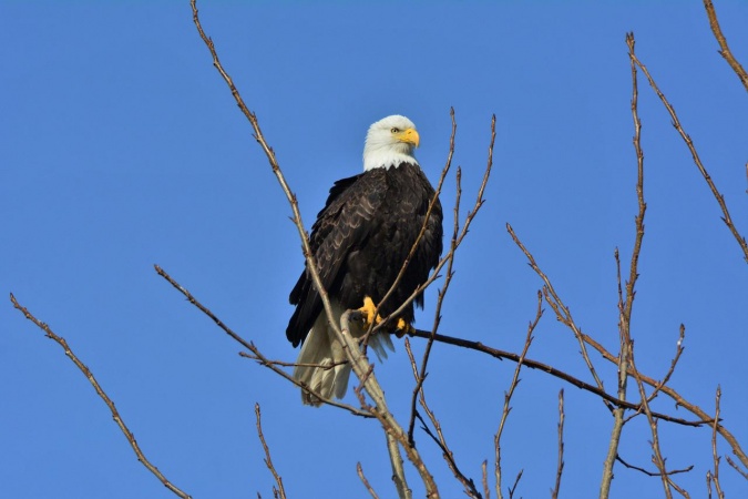 Bald Eagle Appreciation Day - American Bald Eagle