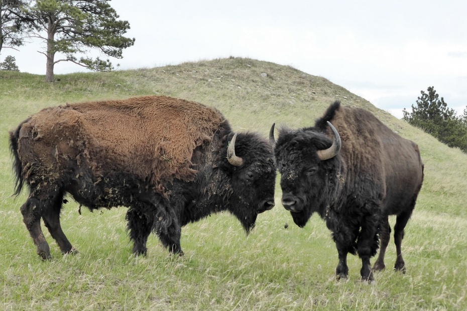National Bison Month - American Bison