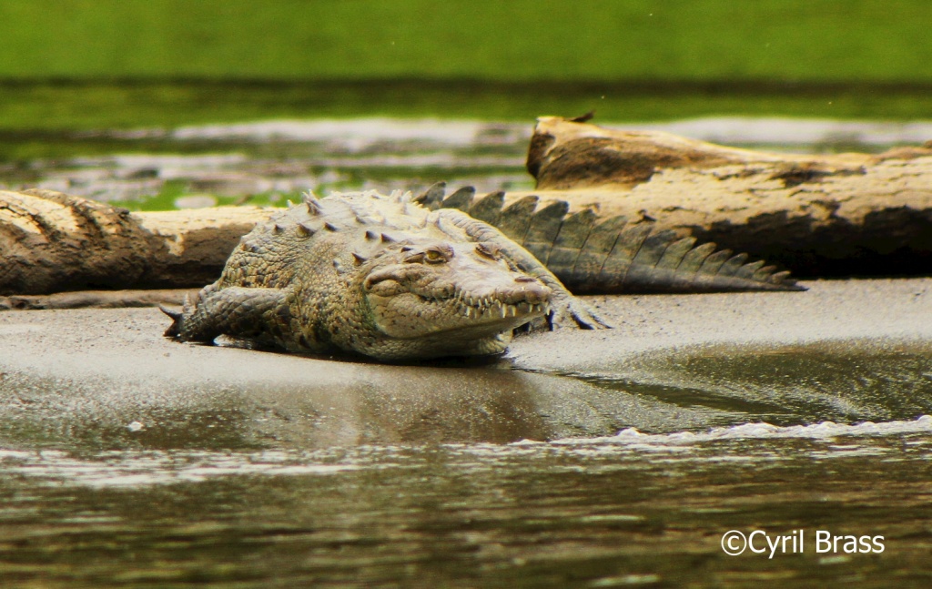 Central American Reptiles - American Crocodile