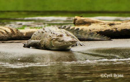 World Crocodile Day - American Crocodile