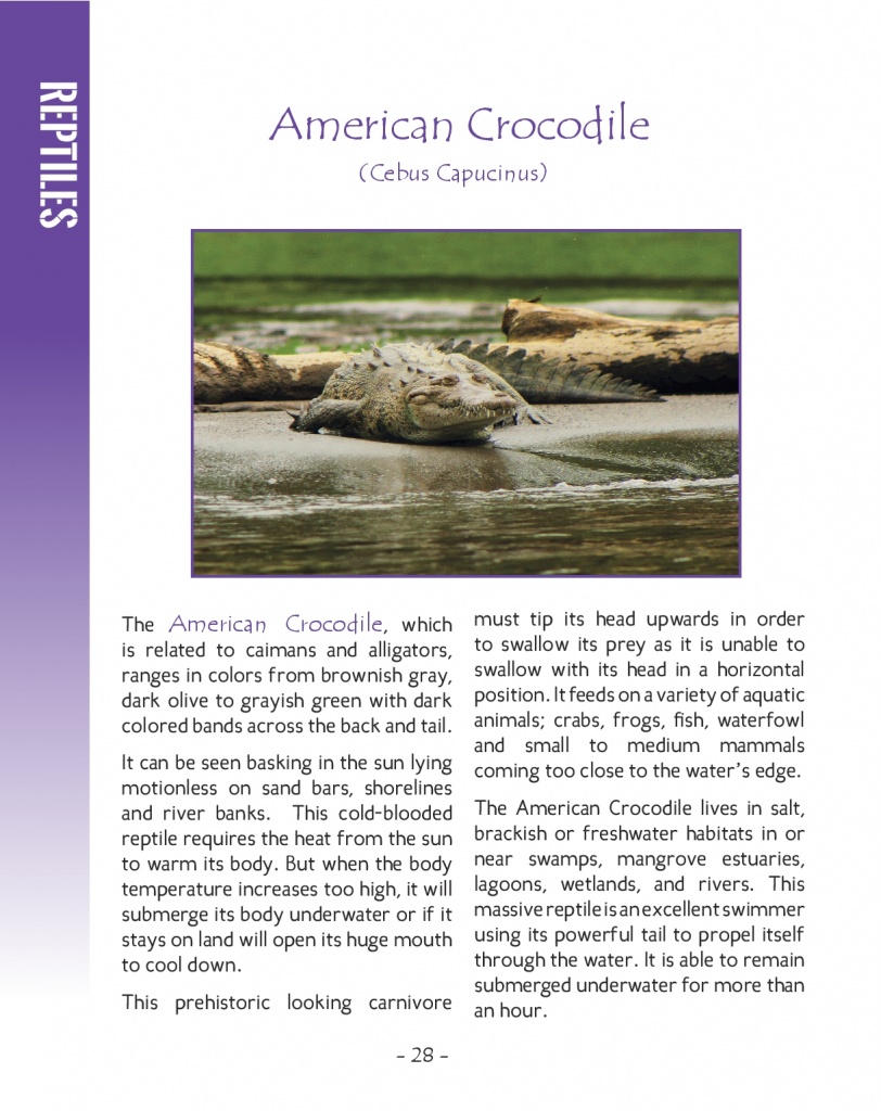 Caimans and Crocodiles  - American Crocodile - Wildlife in Central America 2 - Page 28