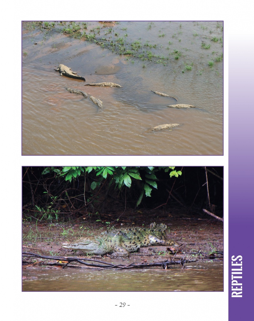 Caimans and Crocodiles - American Crocodile - Wildlife in Central America 2 - Page 29