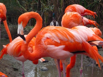 American Flamingo