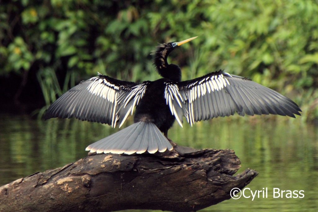 Birds in Central America - Anhinga