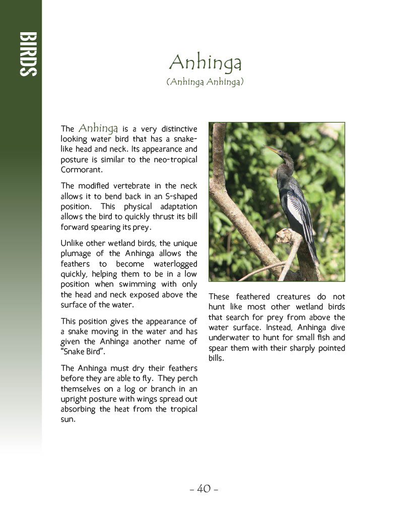 Anhinga - Wildlife in Central America 1 - Page 40
