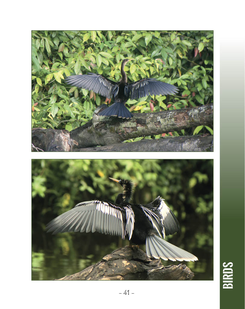 Anhinga - Wildlife in Central America 1 - Page 41