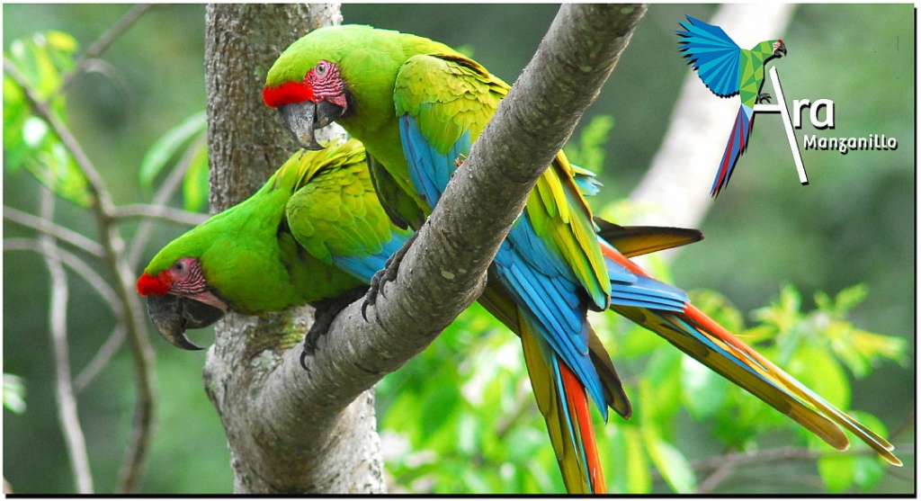 Great Green Macaws