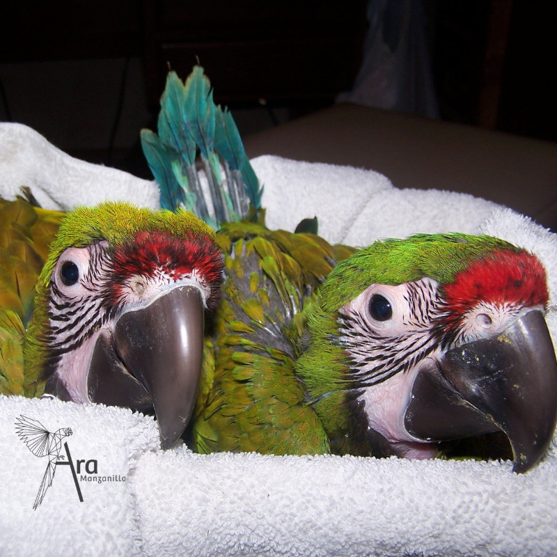 Great Green Macaw chicks