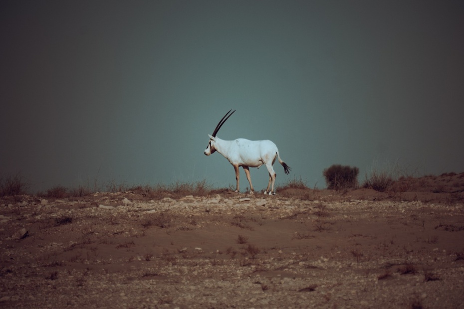 Arabian Oryx