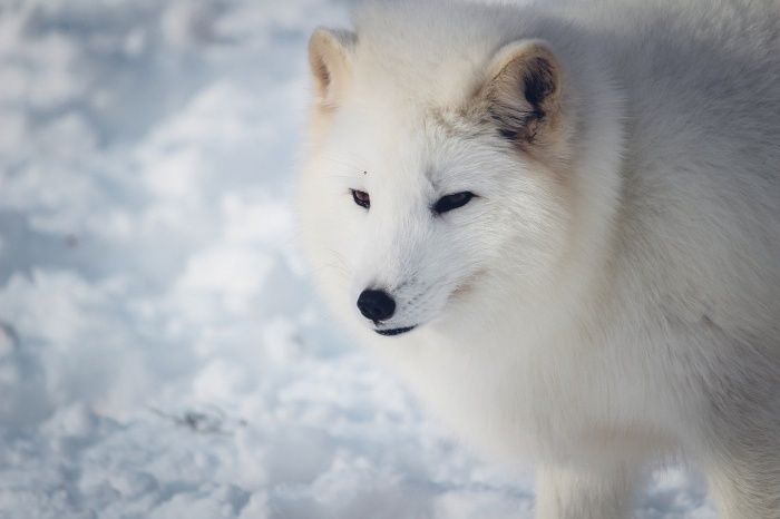 National Fox Day - Arctic Fox