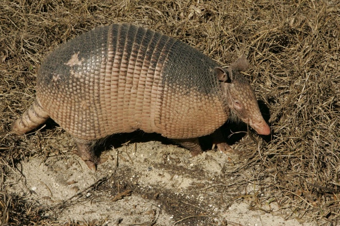 World Armadillo Day - Armadillo