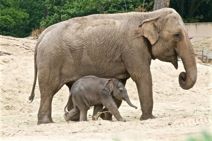 Save the Elephant Day - Asian Elephants