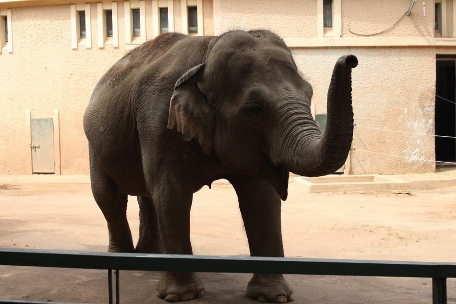 Asian Elephant