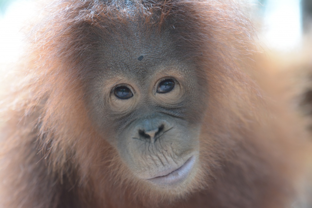 Borneo Orangutan Survival (BOS) Australia - Young Orangutan