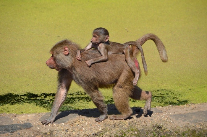 International Baboon Day - Baboon