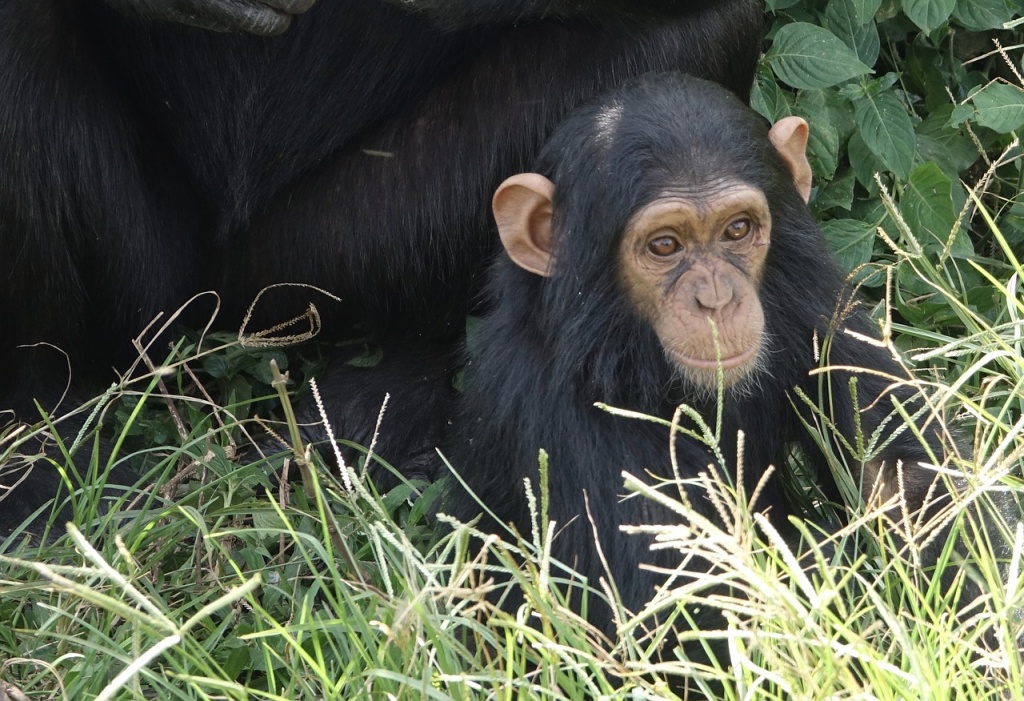 World Chimpanzee Day - Baby Chimpanzee