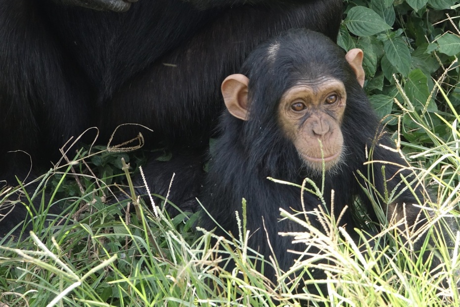 Baby Chimpanzee