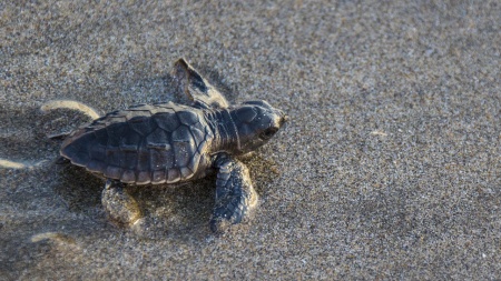 World Sea Turtle Day - Baby Sea Turtle