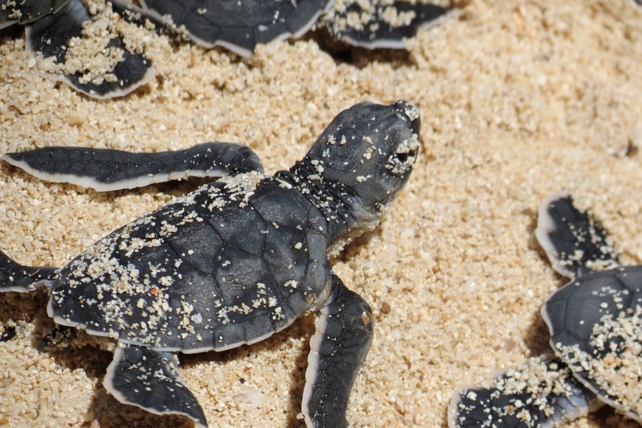 Baby Sea Turtles