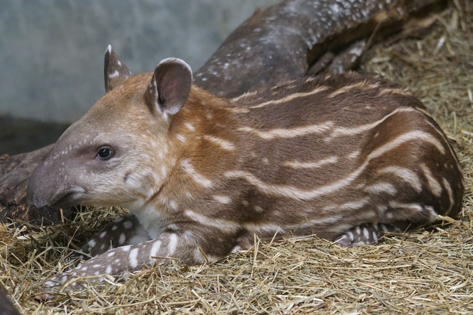 Baby Baird's Tapir