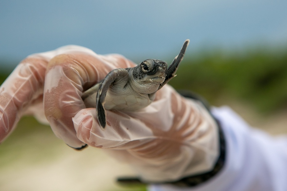 Baby Turtle