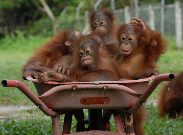 Borneo Orangutan Survival (BOS) Australia - Babies in a Barrow