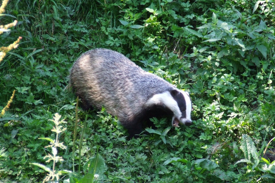 Badger